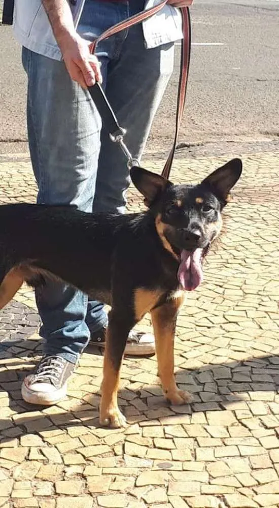 Cachorro ra a SRD mistura com Blue Heeler idade 7 a 11 meses nome Nick