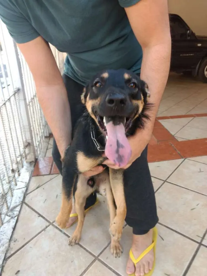Cachorro ra a SRD mistura com Blue Heeler idade 7 a 11 meses nome Nick
