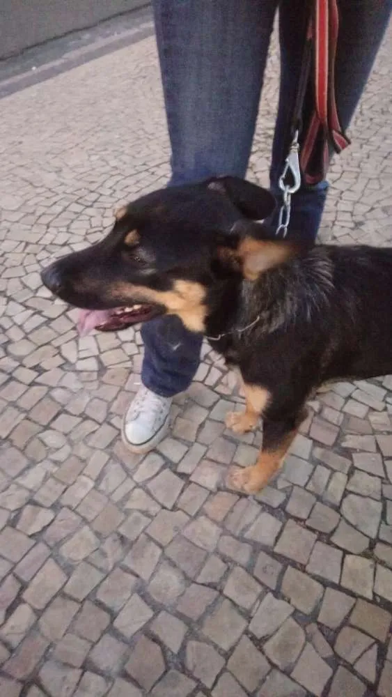 Cachorro ra a SRD mistura com Blue Heeler idade 7 a 11 meses nome Nick