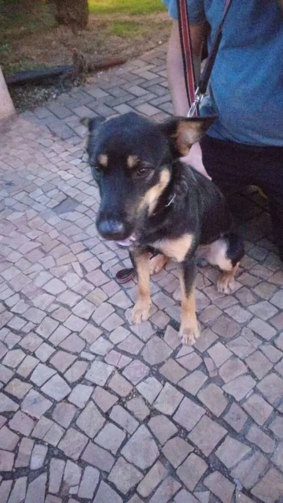 Cachorro ra a SRD mistura com Blue Heeler idade 7 a 11 meses nome Nick