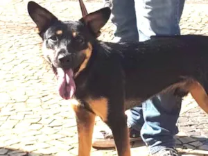 Cachorro raça SRD mistura com Blue Heeler idade 7 a 11 meses nome Nick