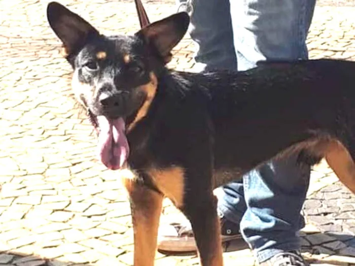 Cachorro ra a SRD mistura com Blue Heeler idade 7 a 11 meses nome Nick
