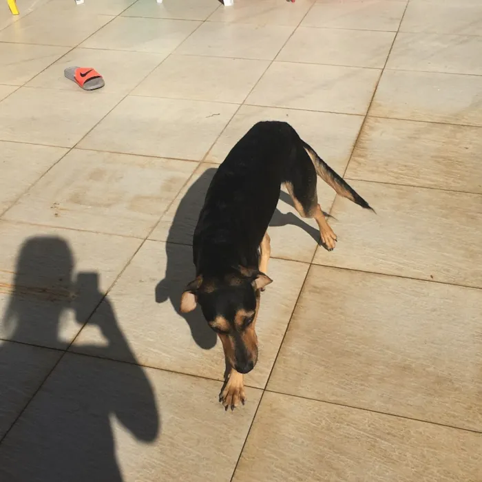 Cachorro raça Várias raças misturadas idade 1 ano nome Flor