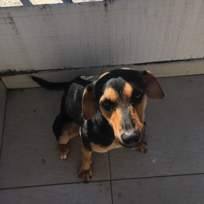 Cachorro raça Várias raças misturadas idade 1 ano nome Flor