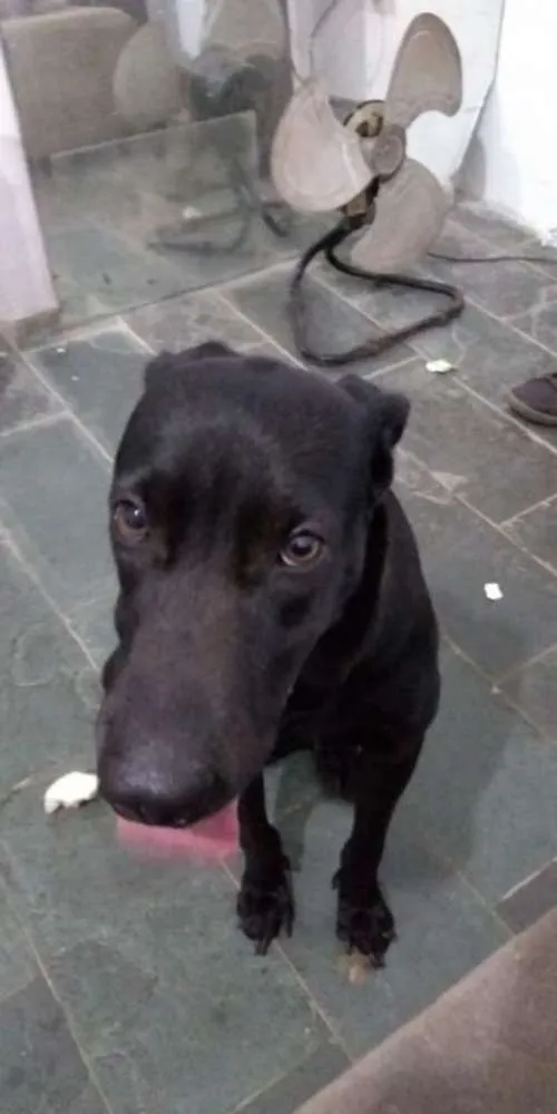 Cachorro ra a viralata idade 3 anos nome Apolo