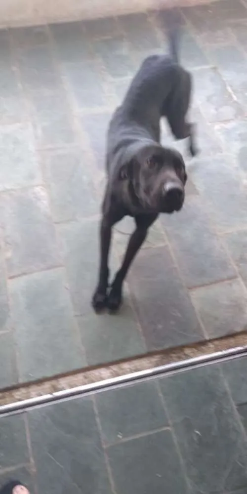 Cachorro ra a viralata idade 3 anos nome Apolo