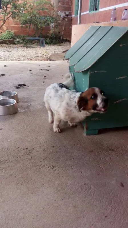 Cachorro ra a mestiço idade 7 a 11 meses nome Lobinho