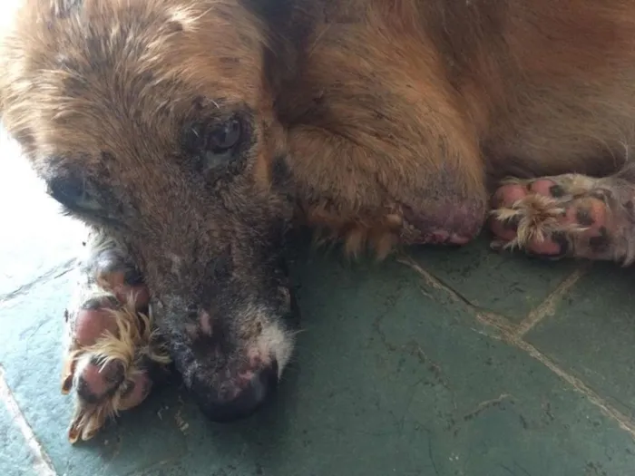 Cachorro ra a viralata idade 7 a 11 meses nome bob