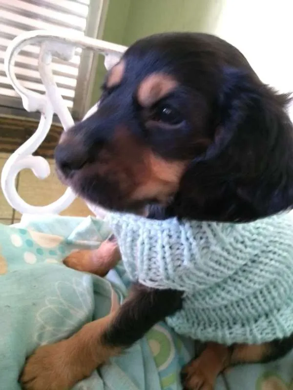 Cachorro ra a Misturada idade Abaixo de 2 meses nome Ude