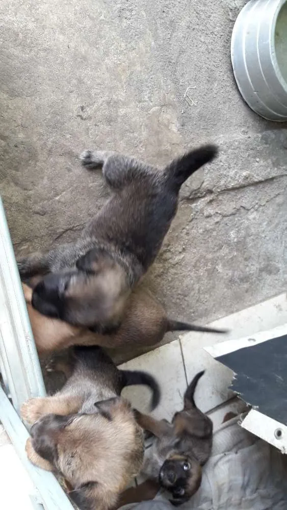 Cachorro ra a Mestiços  idade Abaixo de 2 meses nome Filhotes