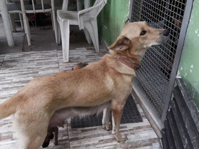 Cachorro ra a Mestiços  idade Abaixo de 2 meses nome Filhotes