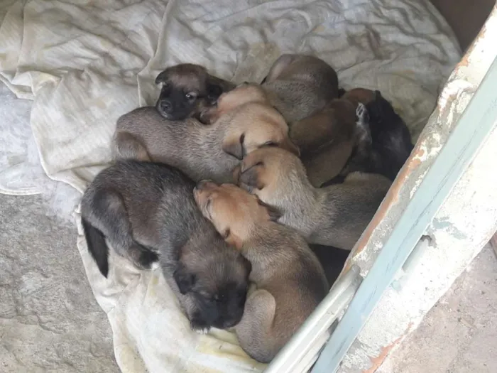 Cachorro ra a Mestiços  idade Abaixo de 2 meses nome Filhotes