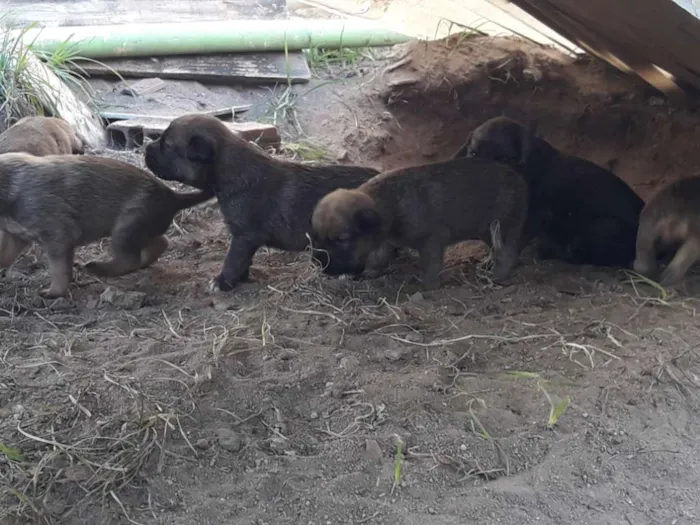 Cachorro ra a Mestiços  idade Abaixo de 2 meses nome Filhotes