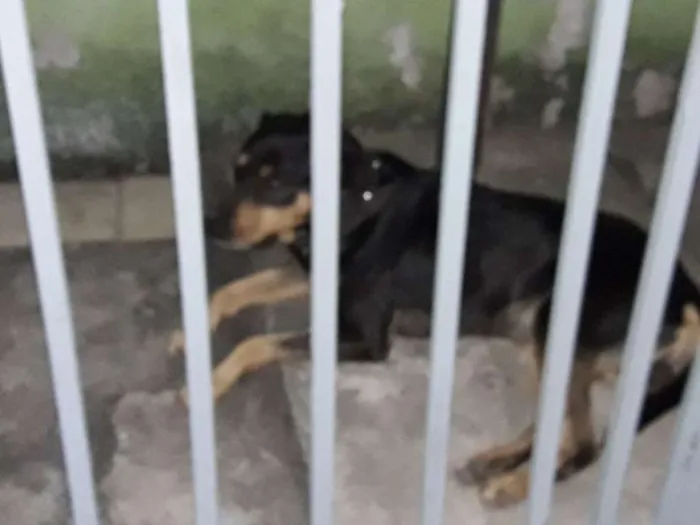 Cachorro ra a Mestiços  idade Abaixo de 2 meses nome Filhotes