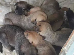 Cachorro raça Mestiços  idade Abaixo de 2 meses nome Filhotes