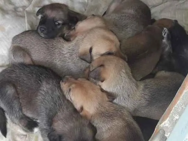 Cachorro ra a Mestiços  idade Abaixo de 2 meses nome Filhotes