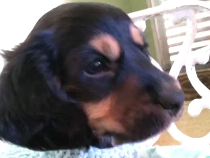 Cachorro ra a Misturada idade Abaixo de 2 meses nome Ude