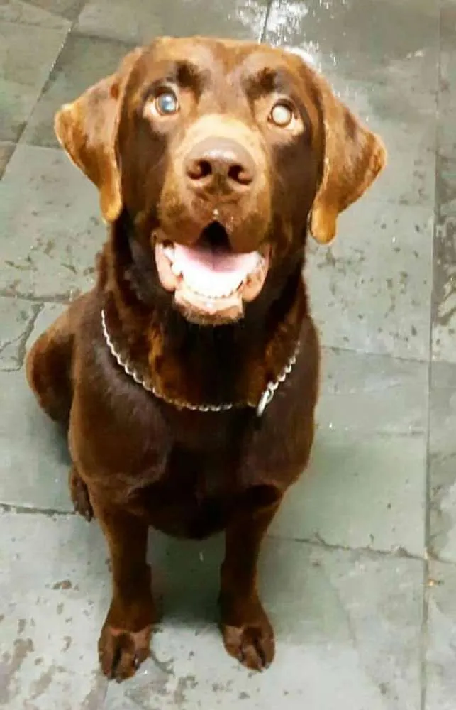 Cachorro ra a Labrador  idade 4 anos nome Brown ou Amora