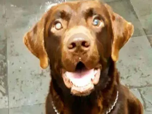 Cachorro raça Labrador  idade 4 anos nome Brown ou Amora