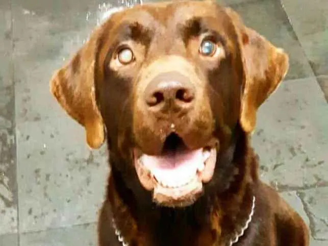 Cachorro ra a Labrador  idade 4 anos nome Brown ou Amora