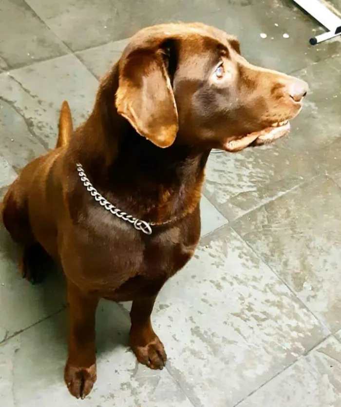 Cachorro ra a Labrador  idade 4 anos nome Brown ou Amora