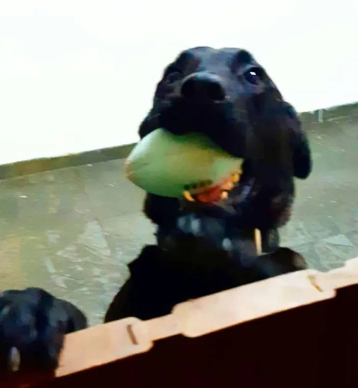 Cachorro ra a Labrador  idade 4 anos nome Brown ou Amora