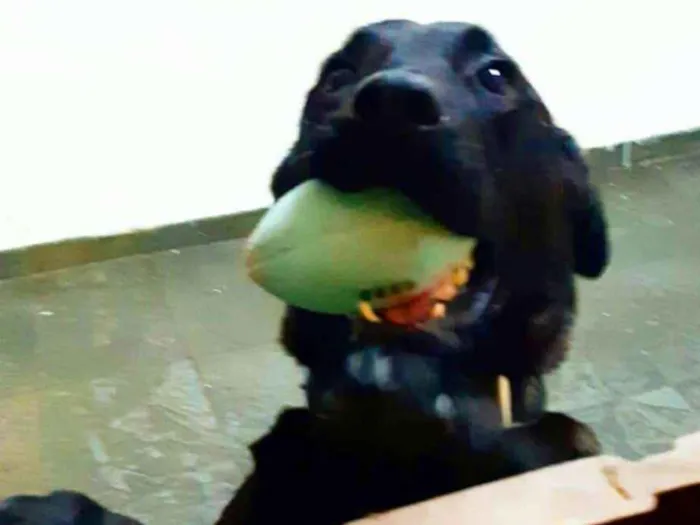 Cachorro ra a Labrador  idade 4 anos nome Brown ou Amora
