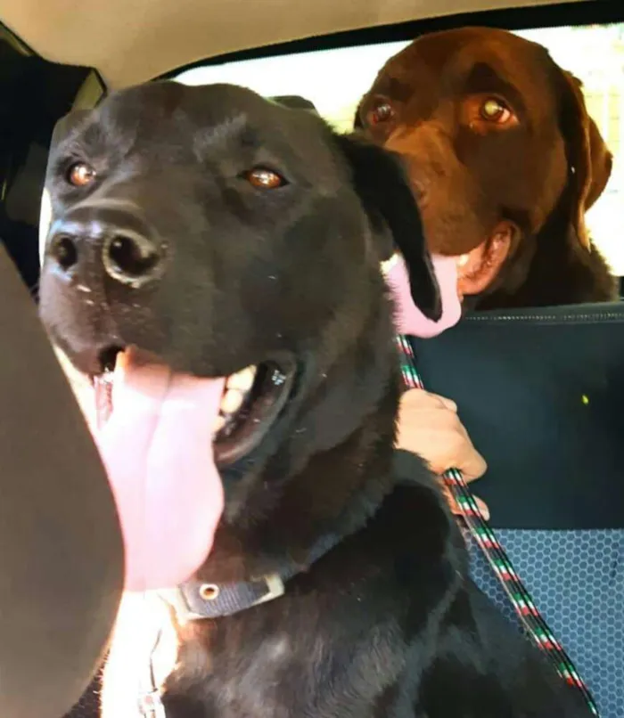 Cachorro ra a Labrador  idade 4 anos nome Brown ou Amora