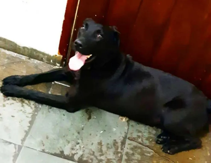 Cachorro ra a Labrador  idade 4 anos nome Brown ou Amora