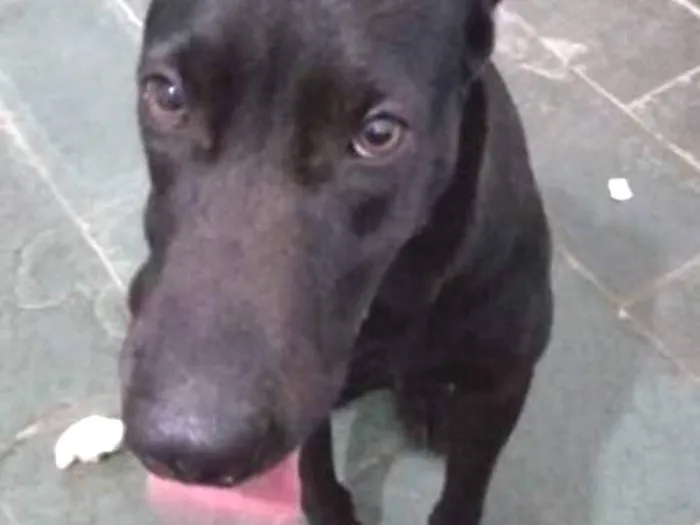 Cachorro ra a viralata idade 3 anos nome Apolo