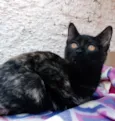 Trixi