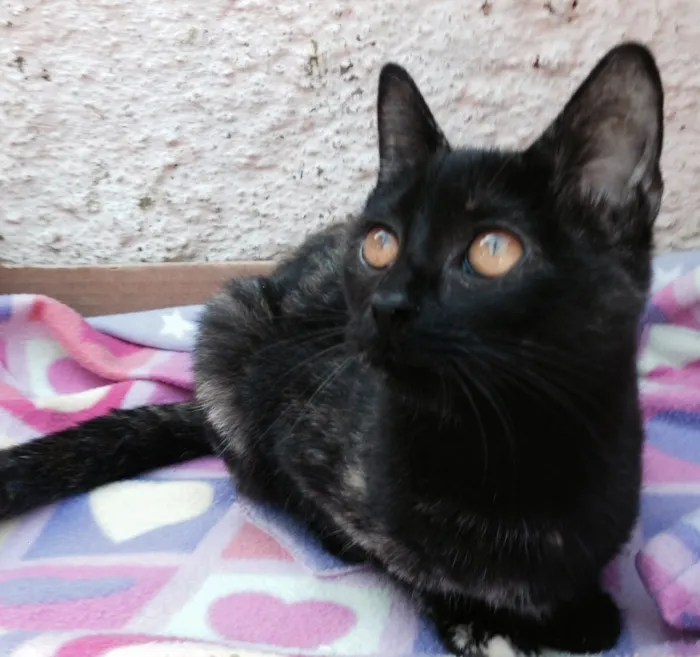Gato ra a Srd idade 2 a 6 meses nome Trixi