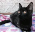 Trixi