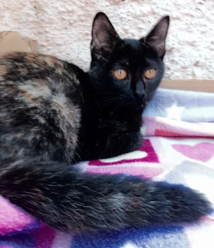 Gato ra a Srd idade 2 a 6 meses nome Trixi