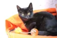 Tom Cat