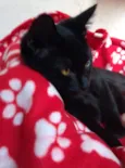 Tom Cat