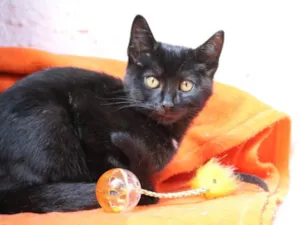 Gato raça  idade 2 a 6 meses nome Tom Cat