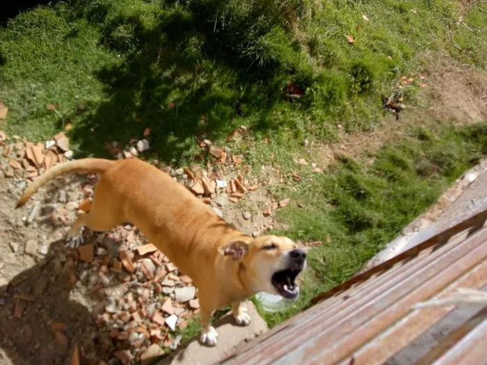 Cachorro raça  idade 6 ou mais anos nome Paloma