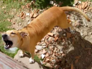 Cachorro raça  idade 6 ou mais anos nome Paloma