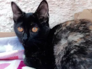 Gato raça Srd idade 2 a 6 meses nome Trixi