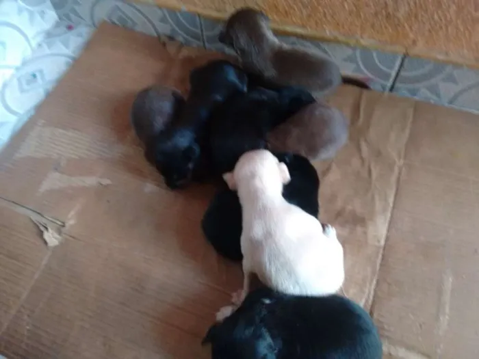Cachorro ra a Vira lata  idade Abaixo de 2 meses nome Bebezinhos