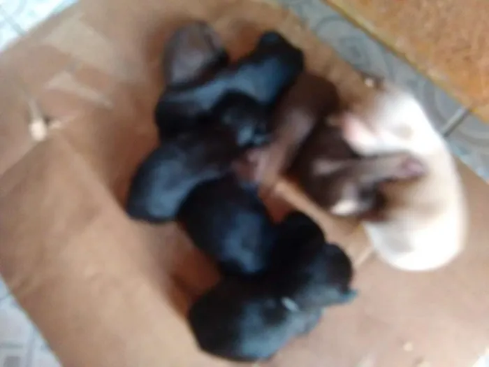 Cachorro ra a Vira lata  idade Abaixo de 2 meses nome Bebezinhos