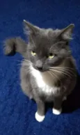 Zilu