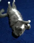 Zilu