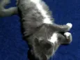 Zilu