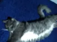 Zilu