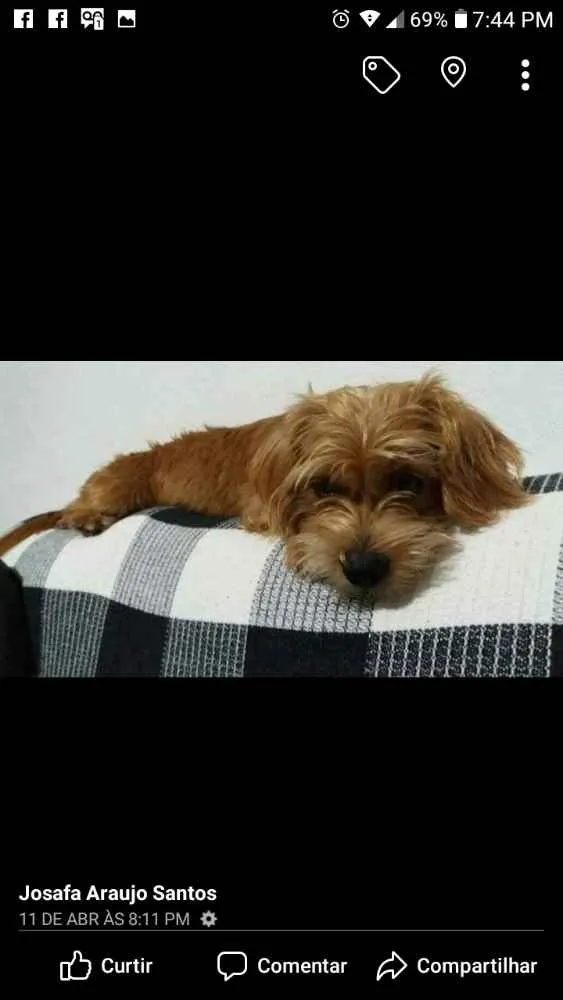Cachorro ra a Ilhasa idade 1 ano nome Nina