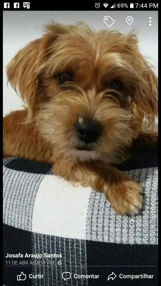 Cachorro ra a Ilhasa idade 1 ano nome Nina