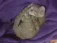 Simba