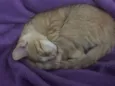 Simba